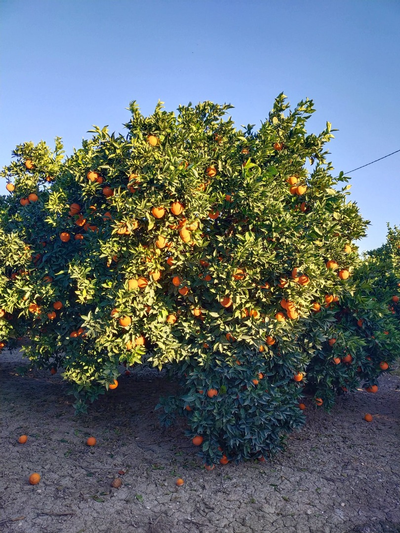 Naranjas de excelente calidad, variedad Navelina, cultivadas en la huerta de Aljucer (Murcia)