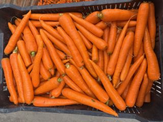 Zanahorias frescas y de calidad, ¡directamente del productor! Tamaño: