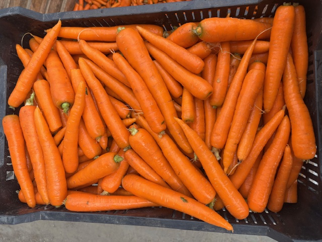 Zanahorias frescas y de calidad, ¡directamente del productor! Tamaño: - normal - grande (de cocina) Embalaje: - en contenedor - en caja M10 Se pueden recoger