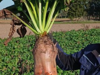 Variedad Brigadier cosechada a mano