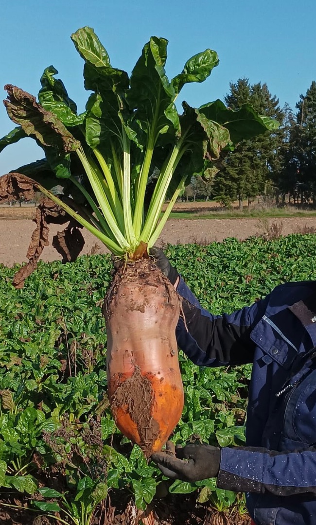 Variedad Brigadier cosechada a mano
