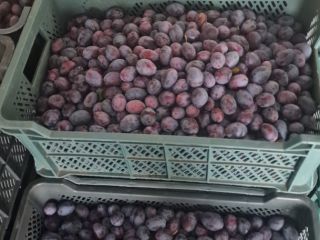 Estoy vendiendo ciruelas como regalo de la tienda refrigerada.