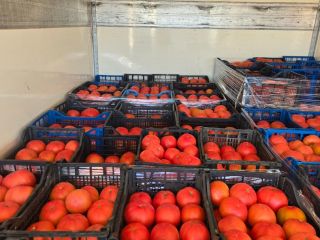 Vendo tomates rosados de calidad superior. Ofrezco tomates rosados