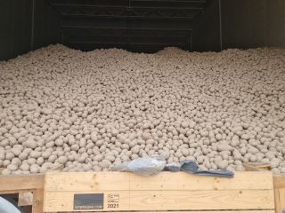 Patatas de suelo ligero, posibilidad de selección de menor
