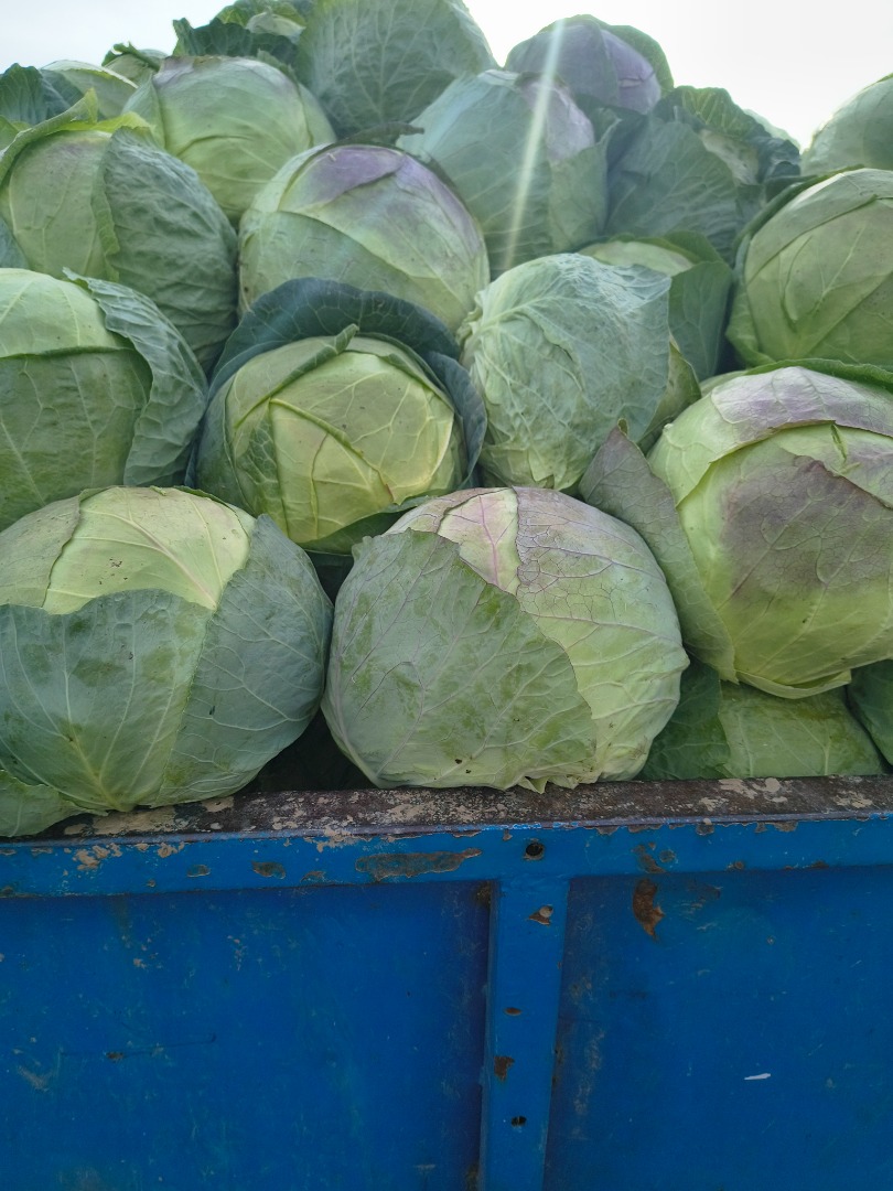 El productor vende repollo en grandes cantidades, de muy buena calidad, al precio de 20 bani por kilo