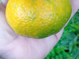 Mandarinas locales de buen tamaño
