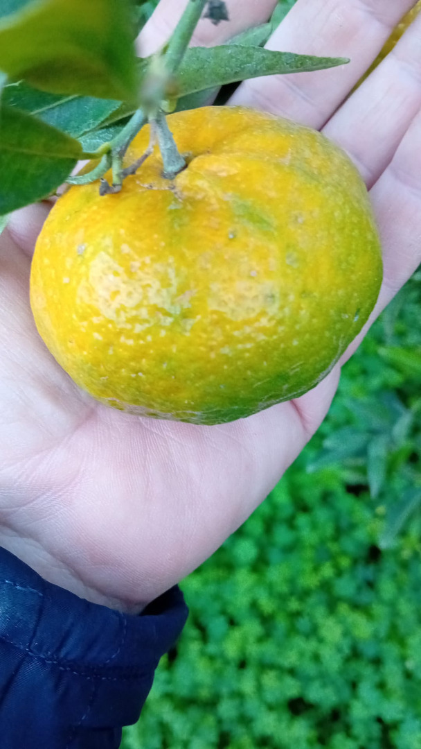 Mandarinas locales de buen tamaño