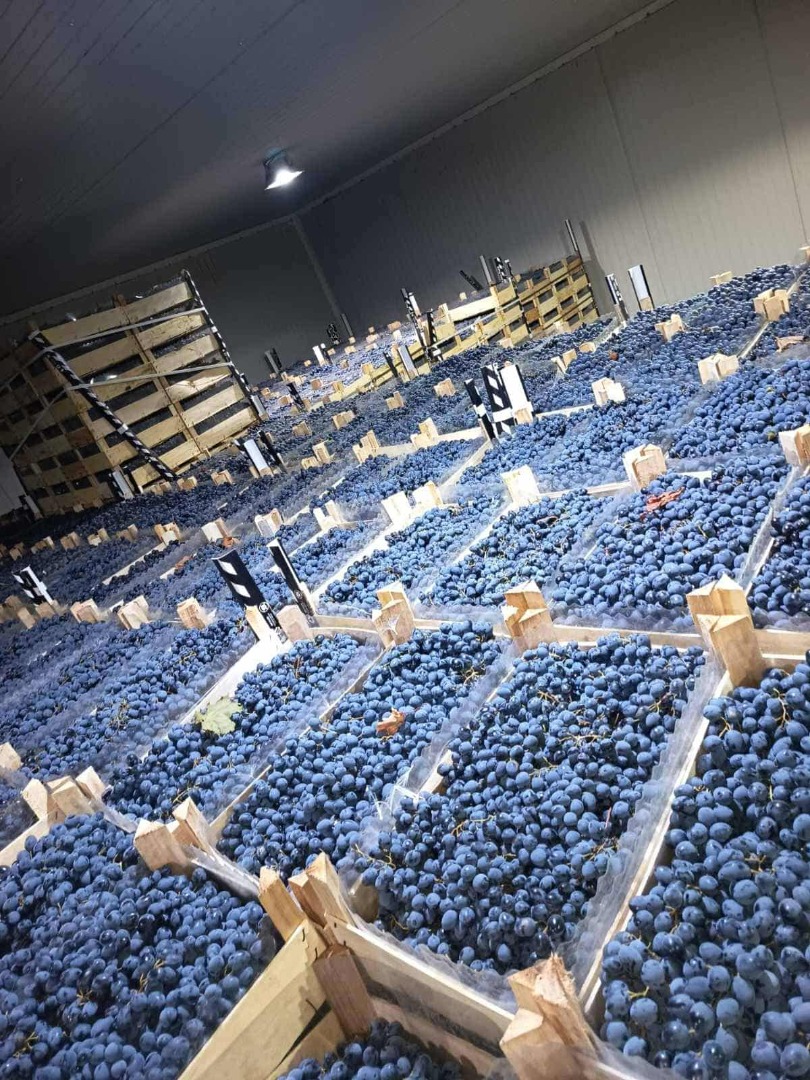 Directamente del productor, conservado en óptimas condiciones en refrigeración > Embalaje en caja de 8 kg > La inspección de la uva puede realizarse en