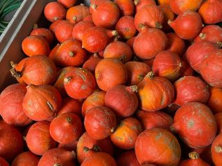 Vendo calabazas Hokkaido, Bambino, Spitfire y Aladdin. Hermosas calabazas