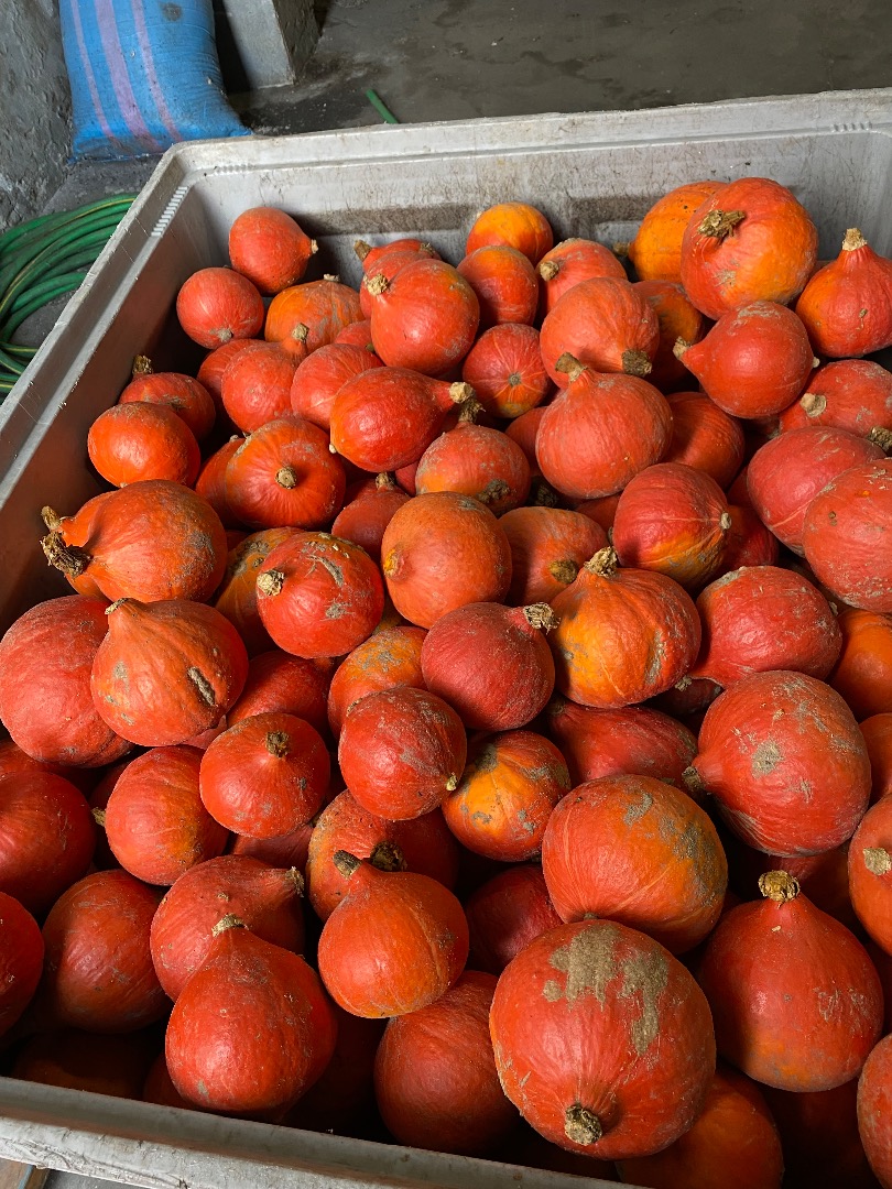 Vendo calabazas Hokkaido, Bambino, Spitfire y Aladdin