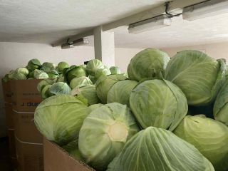 Vendo repollo blanco. De 1,2 a 3,5 kg. Producto