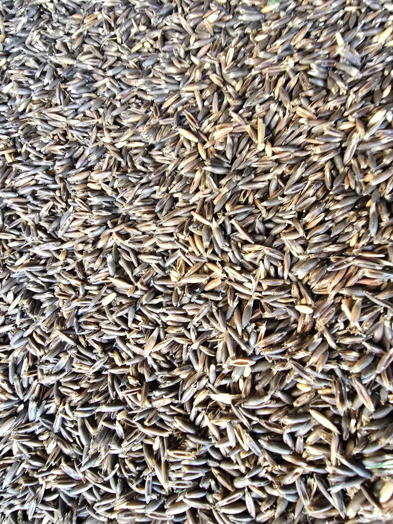 Vendo avena integral, de alto contenido proteico, de la cosecha de este año