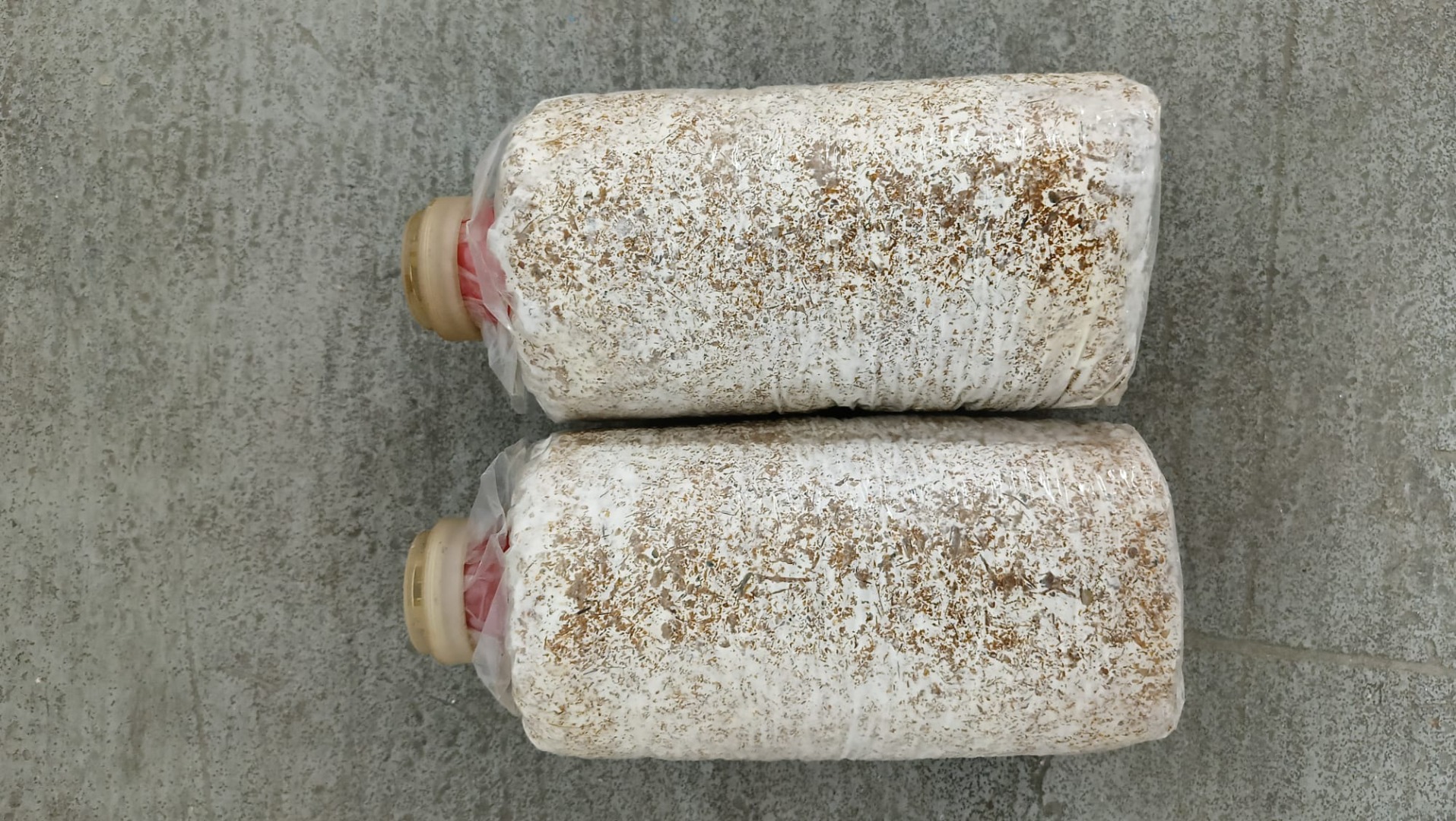 Vendo/importo sustrato de China para el cultivo de setas exóticas