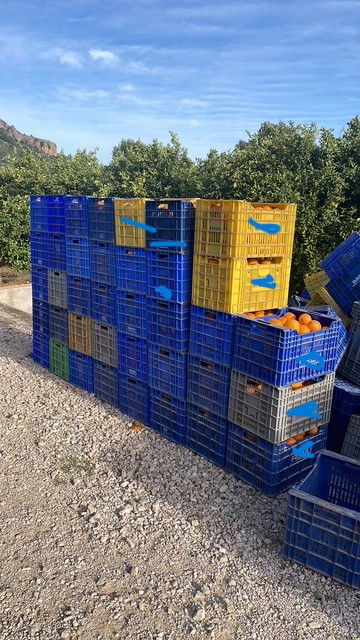 VENDO MAS DE 25.000KG DE NAVELINAS DE LA COMUNIDAD VALENCIANA