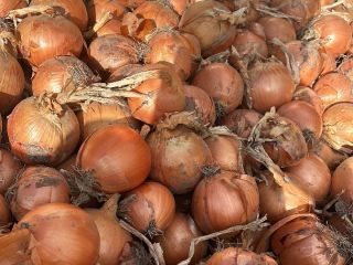 Vendo cebollas rojas y amarillas, tanto de campo como