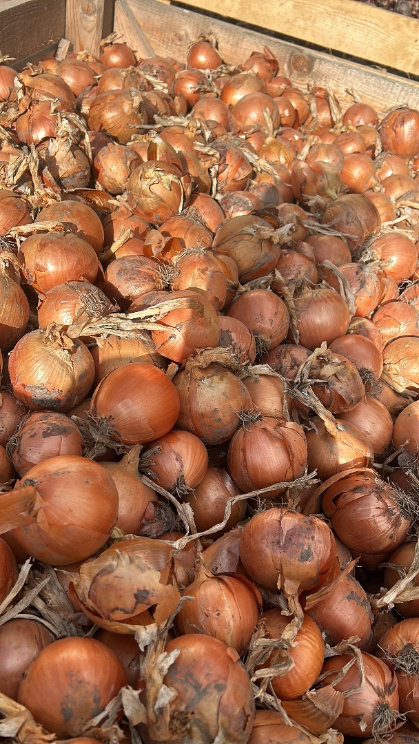 Vendo cebollas rojas y amarillas, tanto de campo como seleccionadas