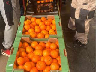 Mandarinas frescas de primera calidad disponibles al por mayor.