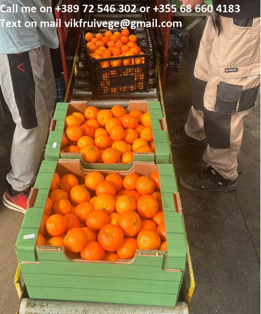 Mandarinas frescas de primera calidad disponibles al por mayor