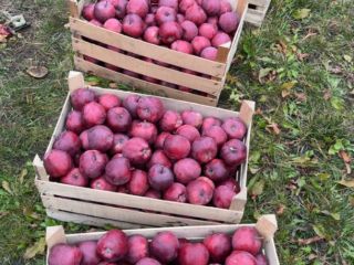 Somos proveedores de confianza de frutas y verduras frescas