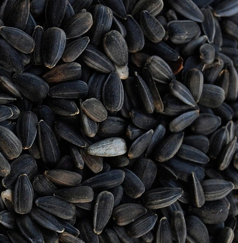 Hola, necesito comprar semillas de girasol negras, sacos de 25 kg