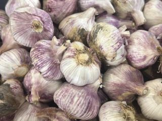 Vendemos ajo morado fresco de alta calidad, recién producido