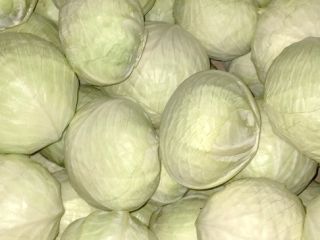 Venta de repollo blanco y morado. 1500 toneladas disponibles.