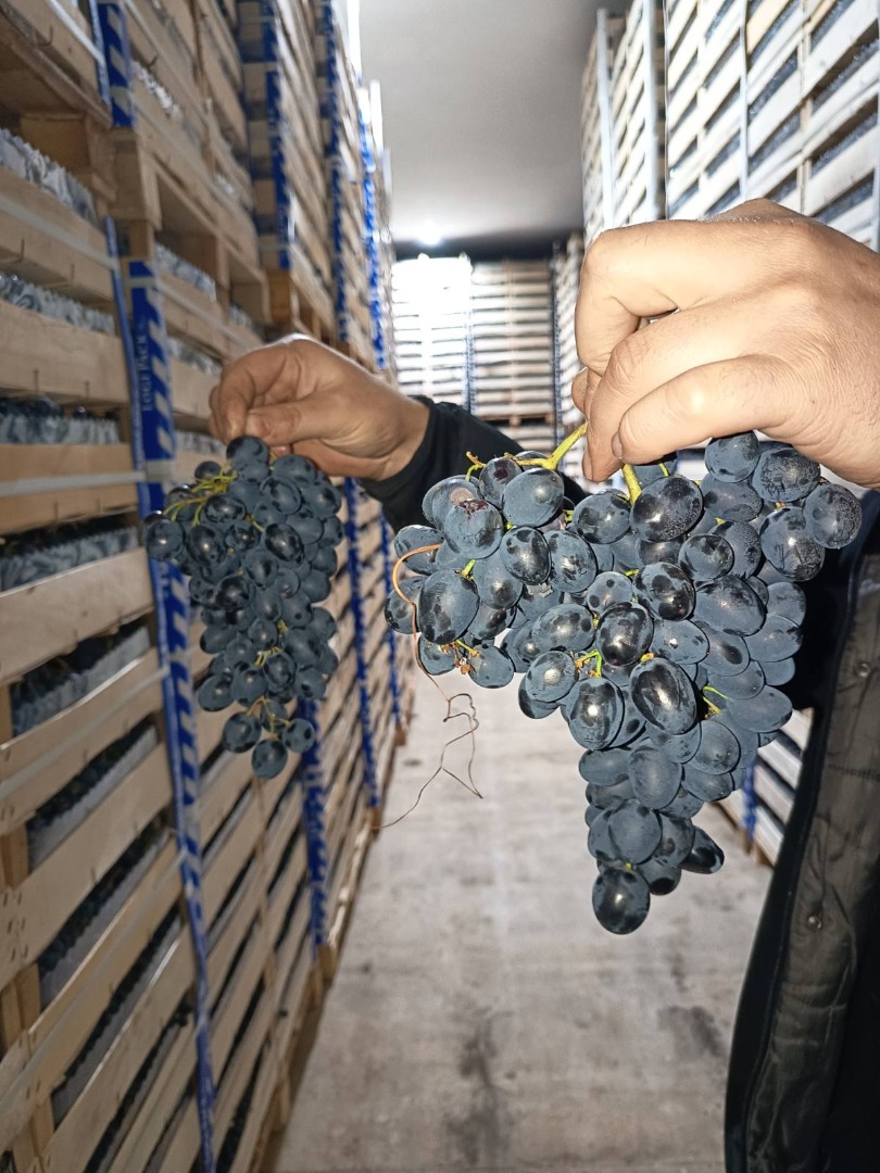 directamente del productor, conservado en óptimas condiciones en el frigorífico > embalaje en caja de 8 kg > El control de la uva se puede realizar en