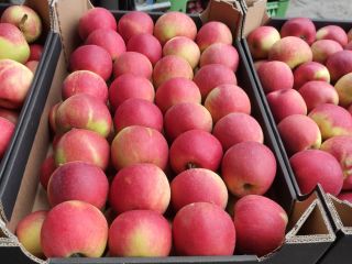 Vendo manzanas Champion. Disponibles en cualquier empaque, según sus