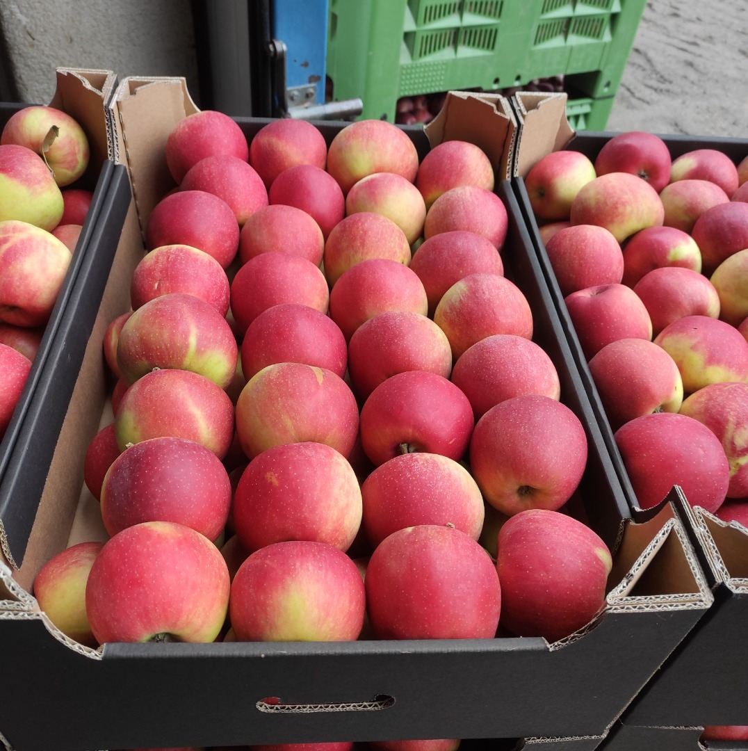 Vendo manzanas Champion