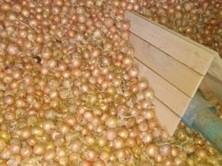 Hola, vendo varios camiones de cebollas sueltas. Variedades: Dormo