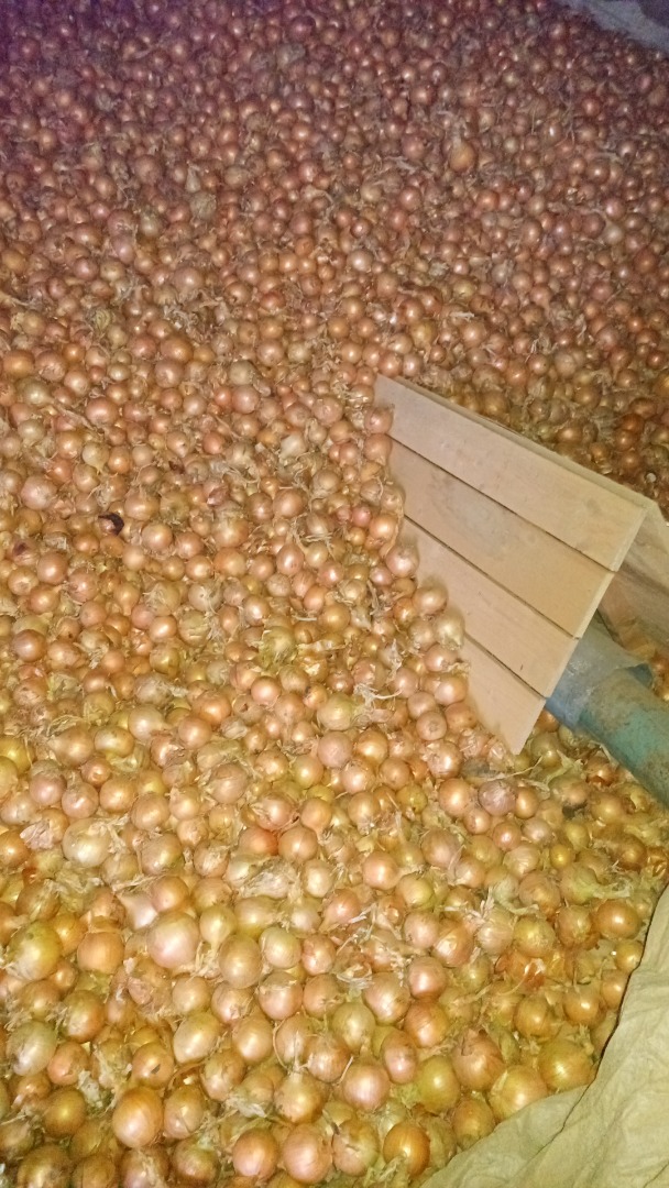 Hola, vendo varios camiones de cebollas sueltas