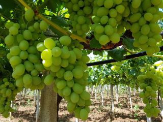 Niza, uvas frescas, caja de 6 kg, importación Grecia,