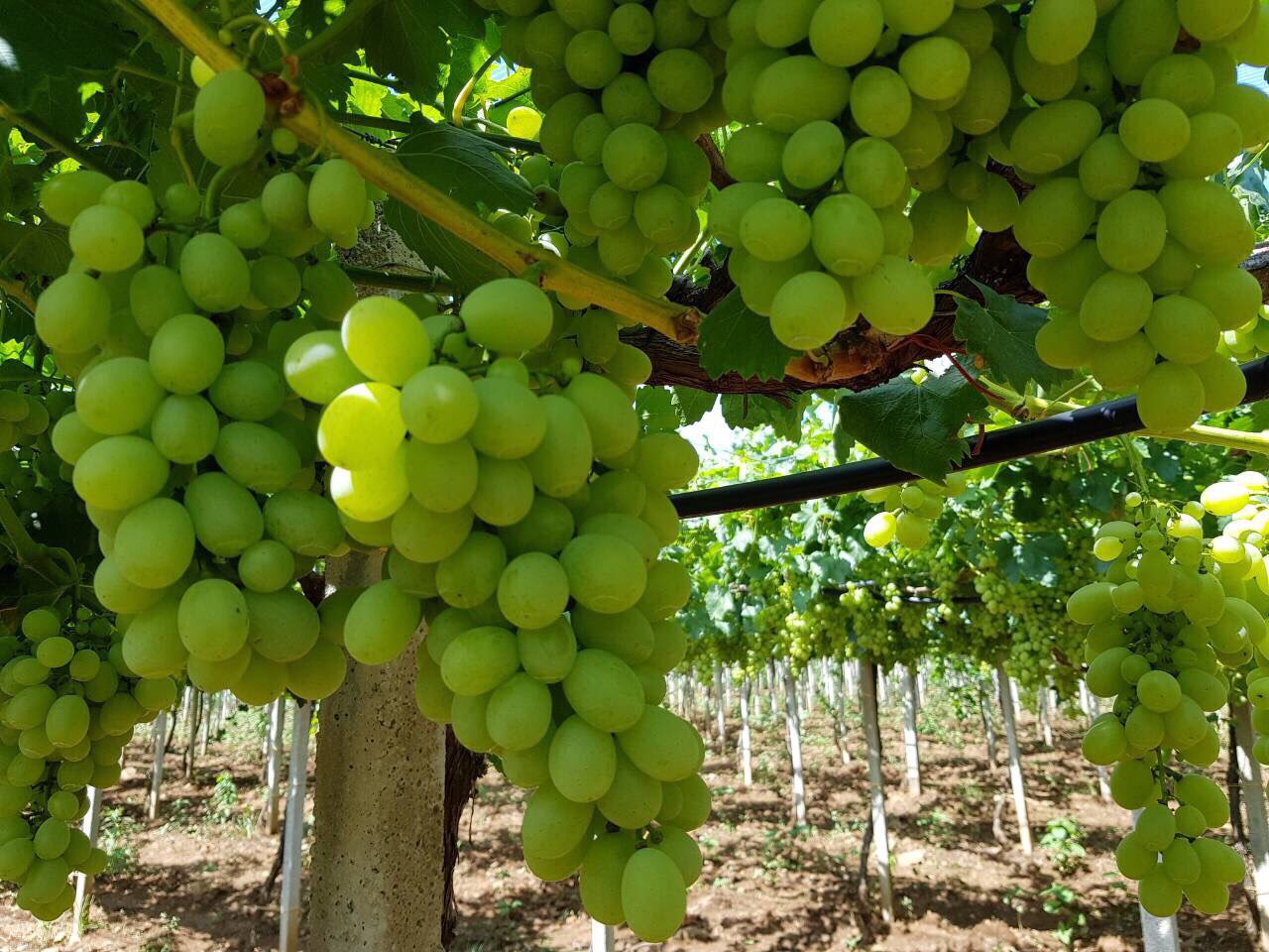 Niza, uvas frescas, caja de 6 kg, importación Grecia, recogida en Grójec, máximo 20 paletas