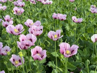 Semillas de amapola alemanas de la variedad "Viola". Ofrecemos