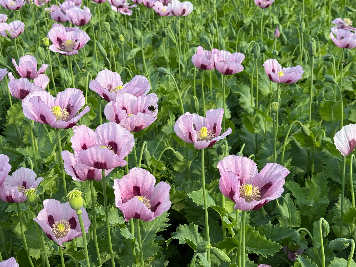 Semillas de amapola alemanas de la variedad "Viola"