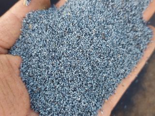 Semillas de amapola azul holandesa de la costa frisia
