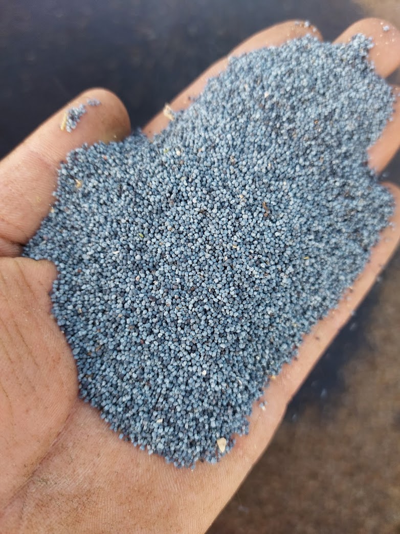 Semillas de amapola azul holandesa de la costa frisia de Wadden: calidad superior, directamente del cultivador