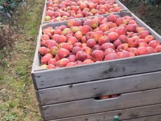 Tenemos muchas manzanas y peras: Red Jonaprince Mutsu Golden