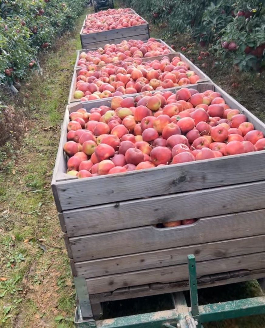Tenemos muchas manzanas y peras: Red Jonaprince Mutsu Golden Najdared Queremos cooperar Caja de madera Caja de paleta