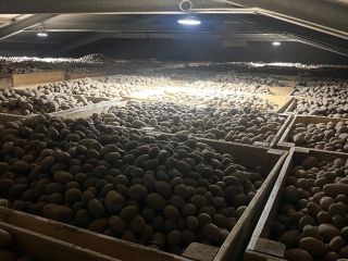 Venderé papas comestibles de las siguientes variedades: GALA, QUENN