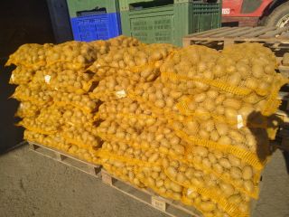 Vendo papas variedad SUNITA, bolsas de malla atadas a