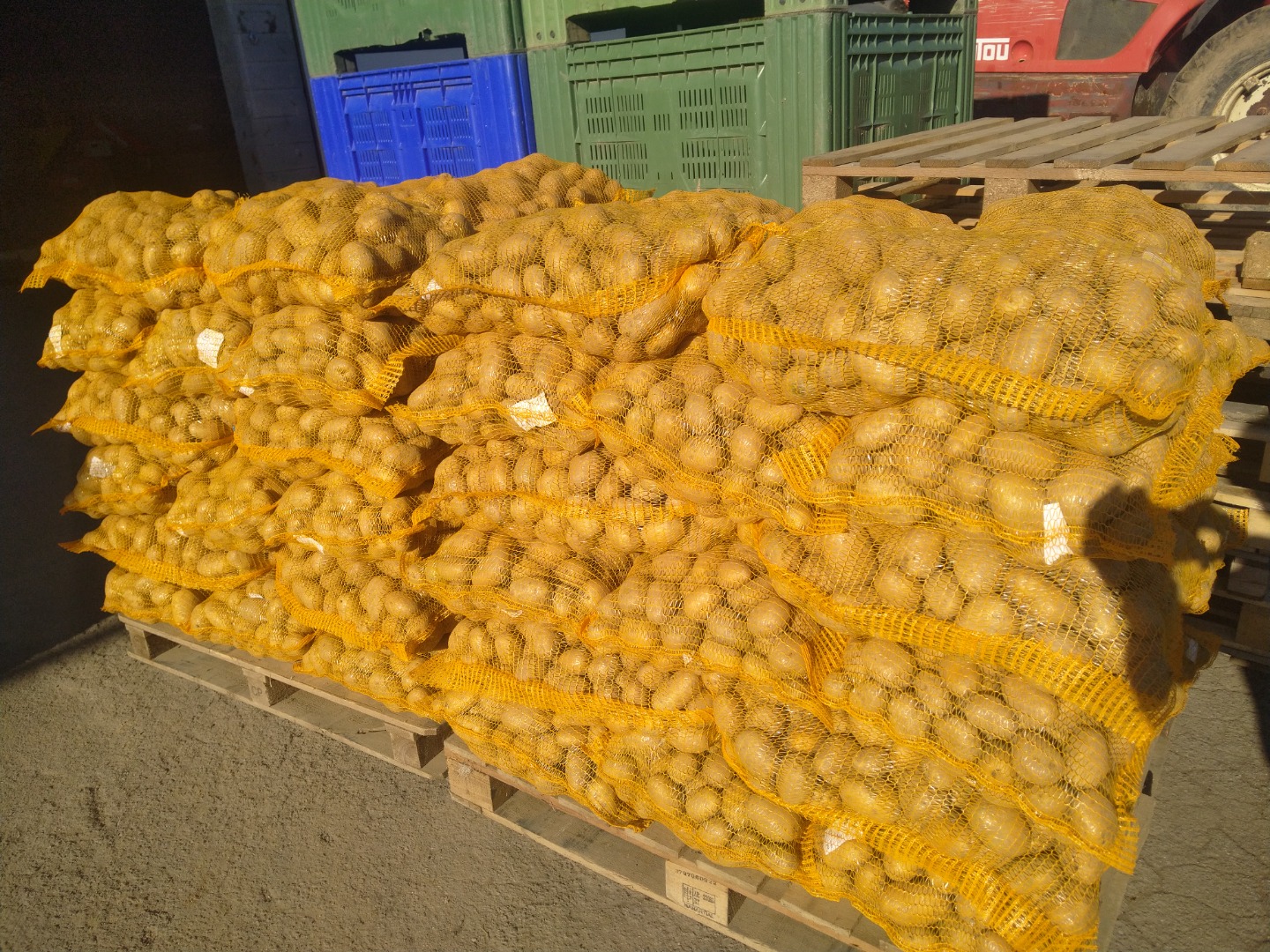 Vendo papas variedad SUNITA, bolsas de malla atadas a mano de 25 kg