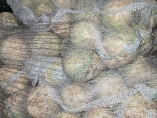 Apio en venta, calibre 0,4-1,3 kg. Calidad de mercado.