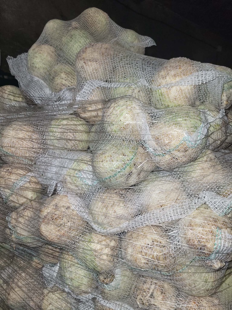 Apio en venta, calibre 0,4-1,3 kg