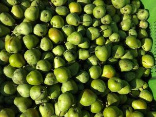 Venderé Lukasówka pear y Conference. Somos productores de frutas