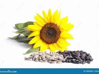 Nuestra empresa produce semillas y granos de girasol de