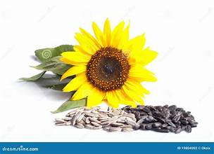 Nuestra empresa produce semillas y granos de girasol de alta calidad para consumo humano y alimentación de aves