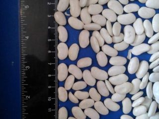 Frijoles blancos de primera calidad disponibles para la venta.