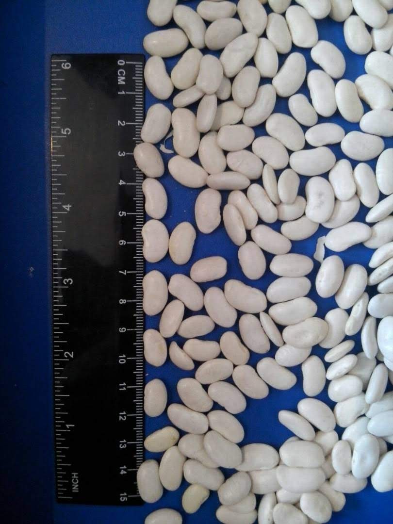 Frijoles blancos de primera calidad disponibles para la venta