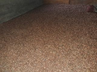 Se venden nueces SECAS con cáscara a granel de